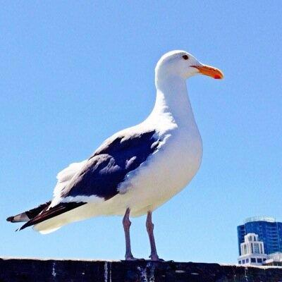 あほむ ( `ᾥ´ )