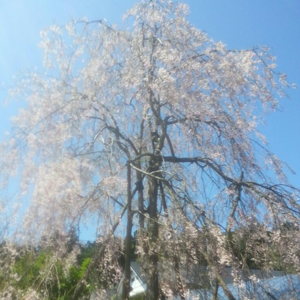 だいだい