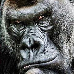 カバオ君のゆかいな仲間たち