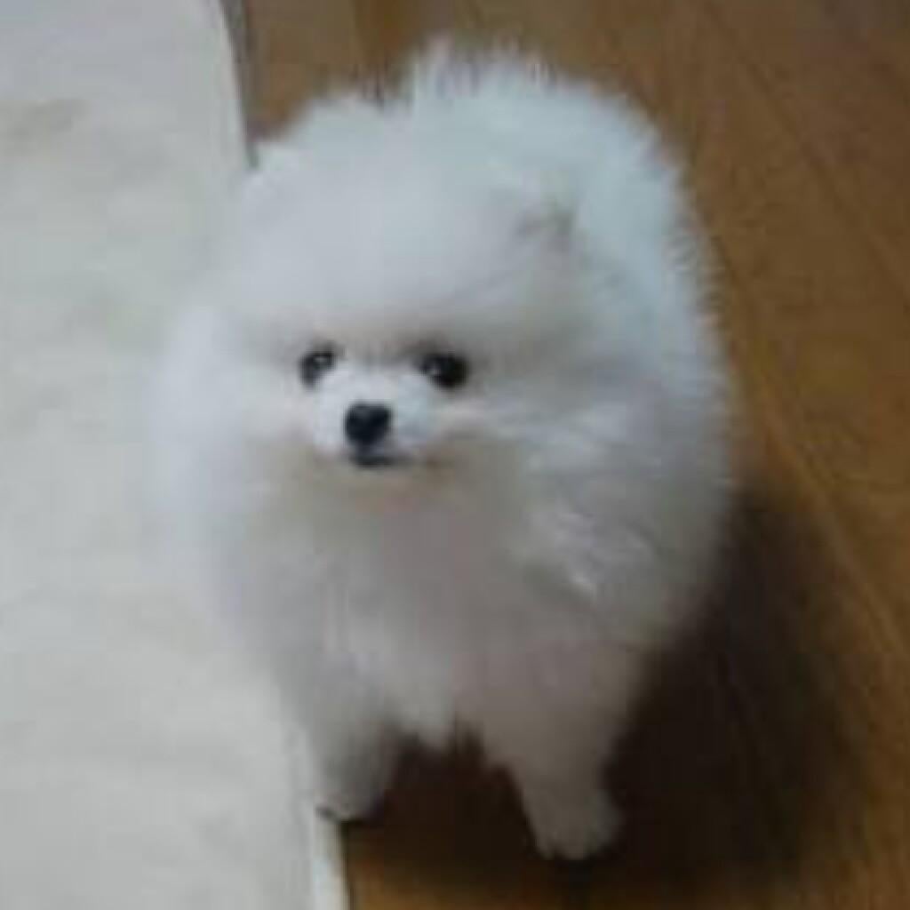 えーす