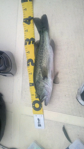 メタボおじさんのトーク