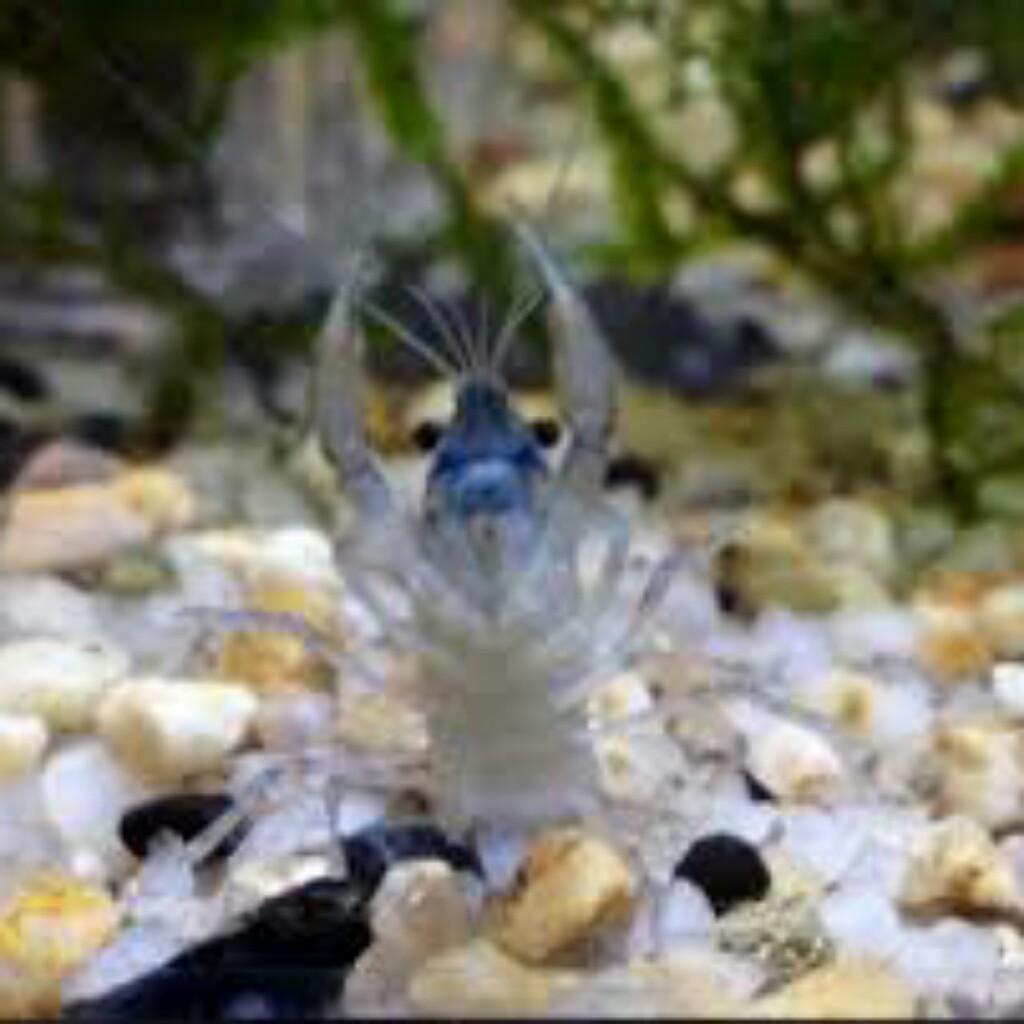 ザリガニトーク