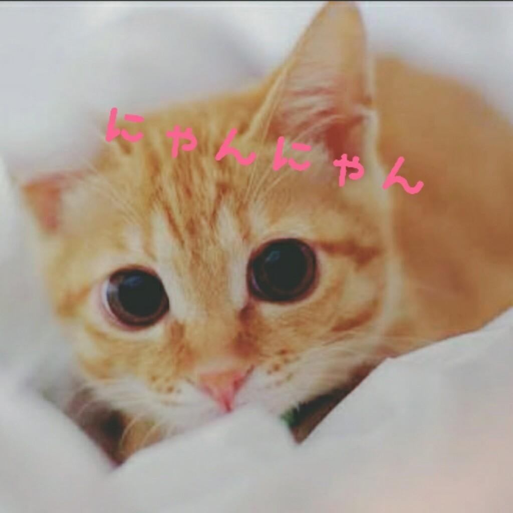 ξ*‘ ｰ‘)<にゃんにゃん