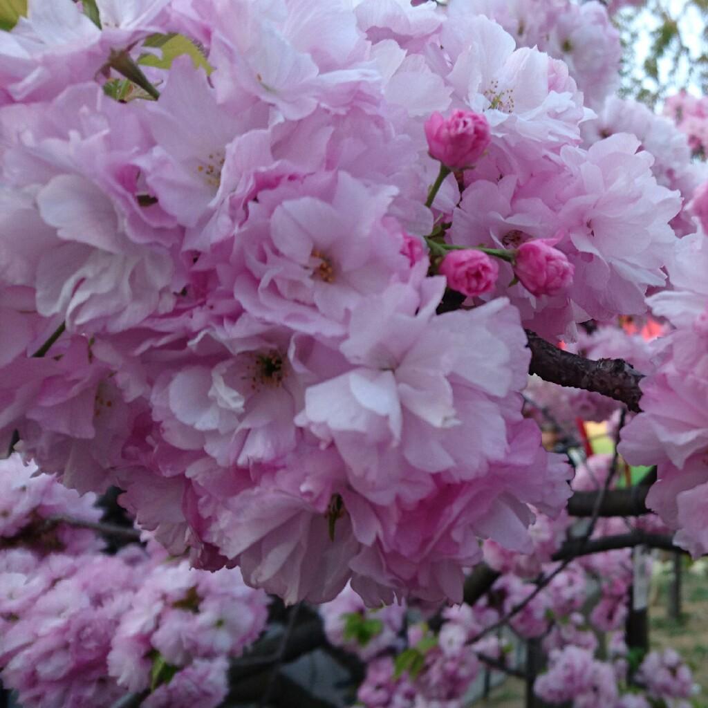 メンバー引用専用