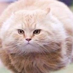 せいまる