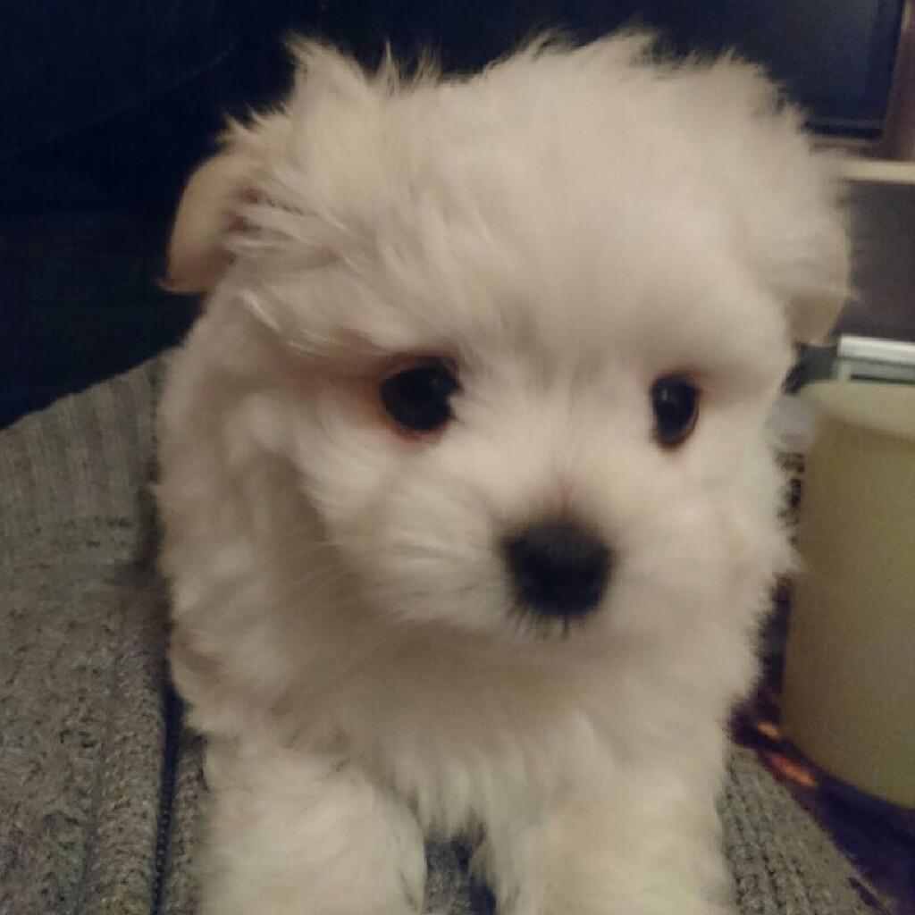 すーめろってる