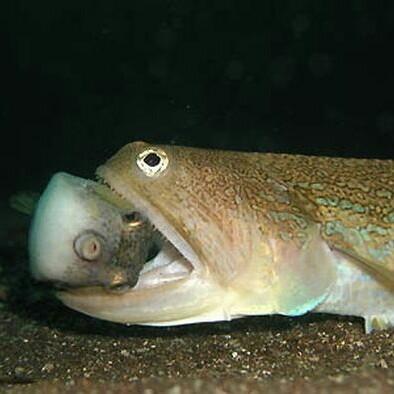 ユウジ(村井雄治)