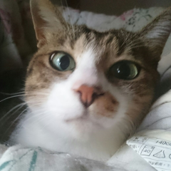くろみか