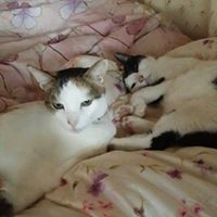 かるのトーク