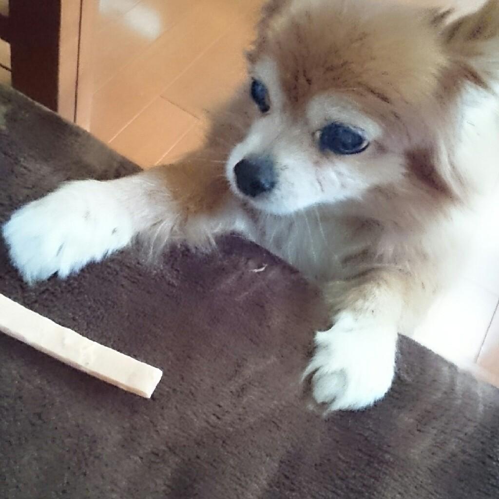 カピのお部屋❢かもん　ิヽ( ･ω･)ﾉ ิ