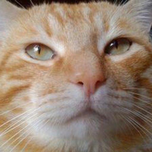 ちまたん@ゆきちゃすlove( 〃▽〃)のトーク