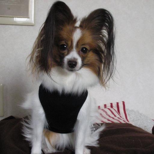 パピヨンのラン