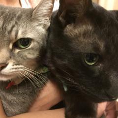 マネキングのトーク