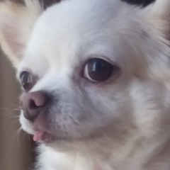 ペーター