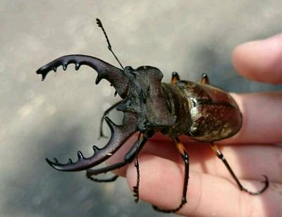 植木 悠輝