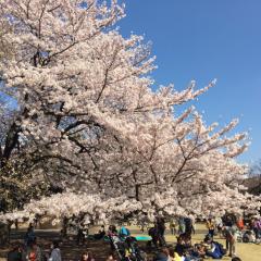たける