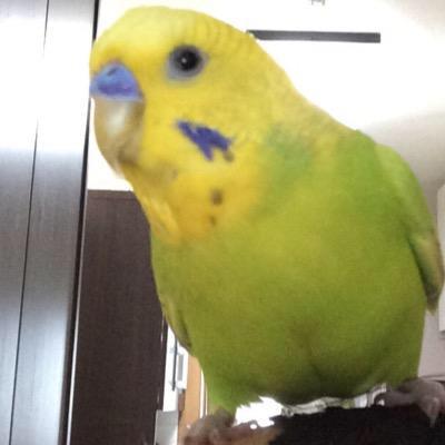 Azur@花粉症ですが春は好きのトーク