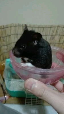 アルトのトーク