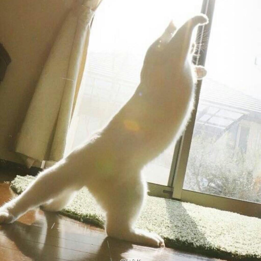 アイすら