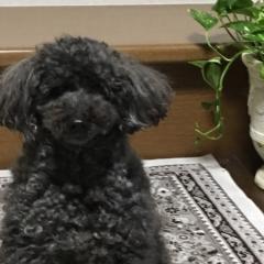 じゅん