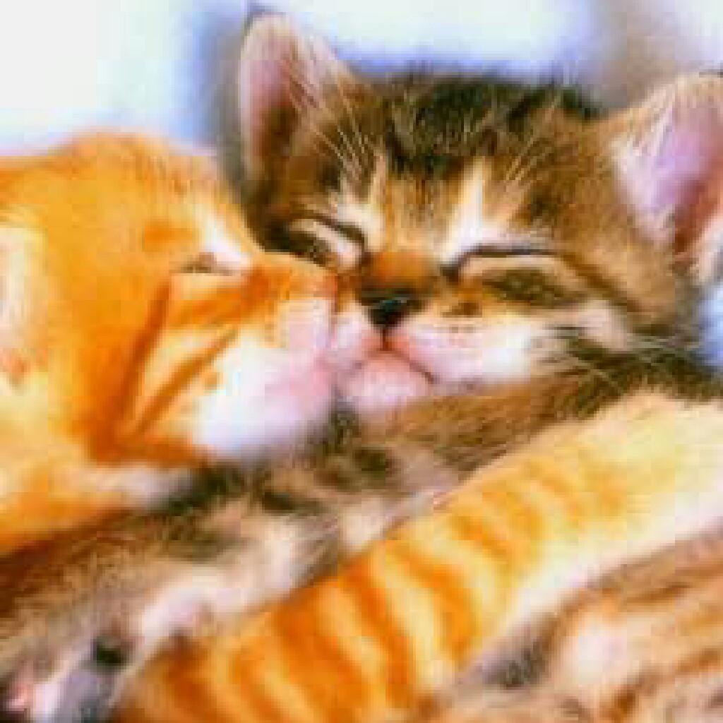 遊び友達募集中ฅ^•ﻌ•^ฅ