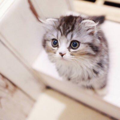寿司の中のネコ