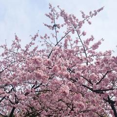 けん