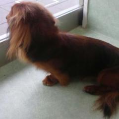 関東動物看護師さんの集まり