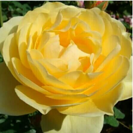 たろうちゃんのトーク