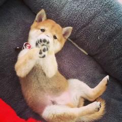 なんでもいいで入ってちょー