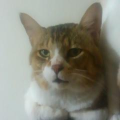 今夜も眠れない(´nωn`)