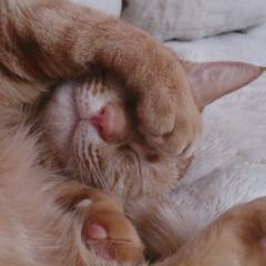 ホウショエリナ@Makuakeのトーク