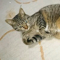 おこん
