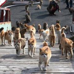 応援団一家