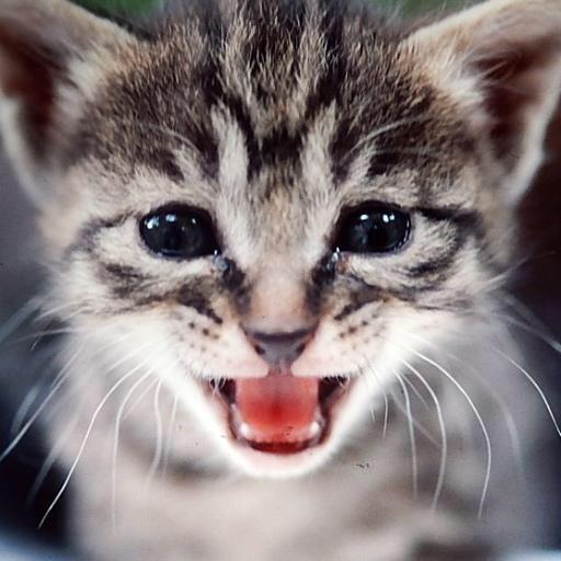 猫BANBANのトーク