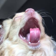 やば。