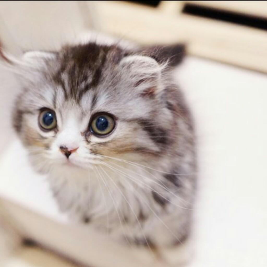 猫又