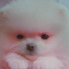 ギガちゃん