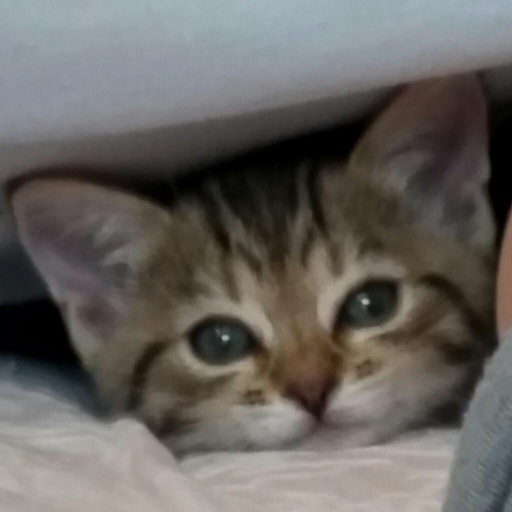 みるみる