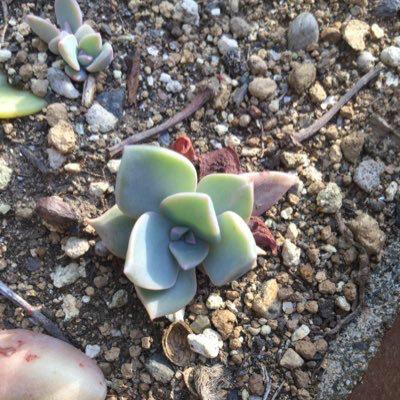 チェリーのトーク