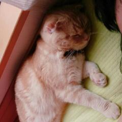 なめこんぶのトーク