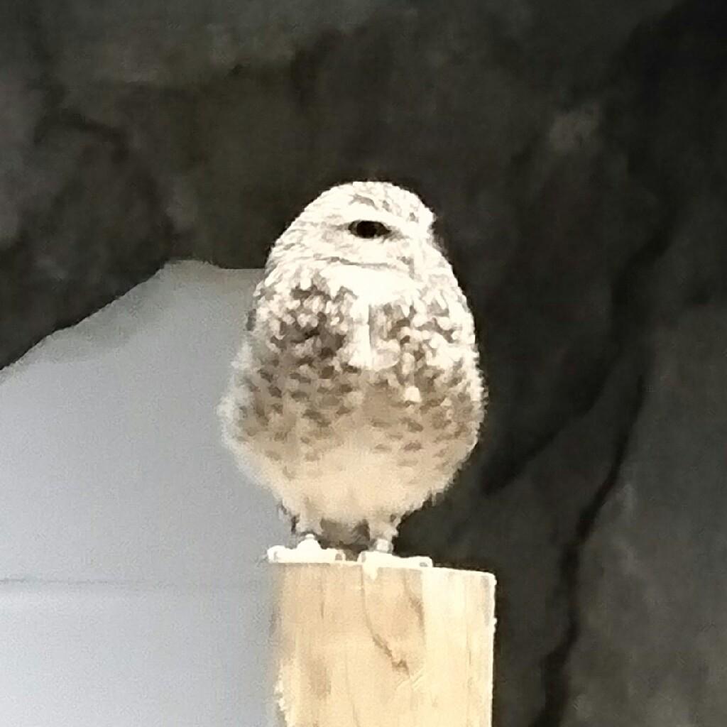 ごう
