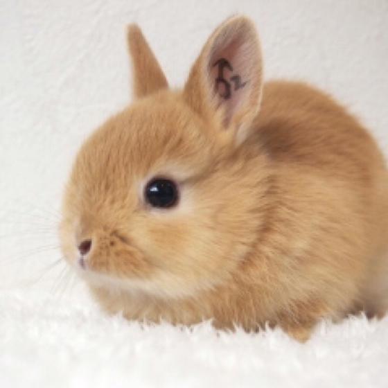 朧月夜のトーク