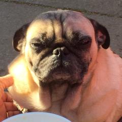 とりとりのトーク