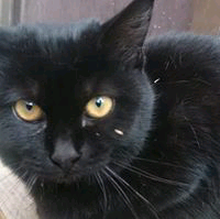 班数(はんすう) 様