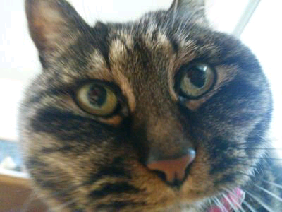 金魚ﾊﾟｸﾊﾟｸ