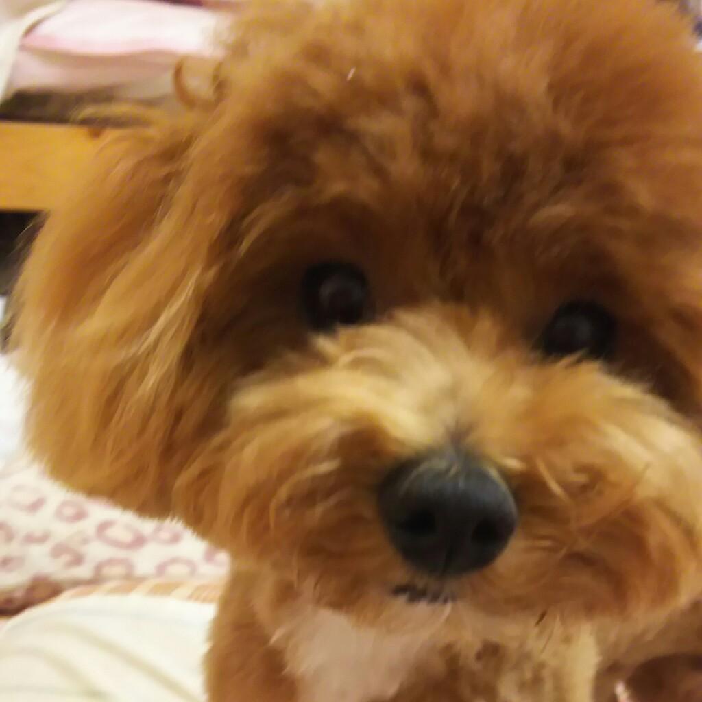ちぃちゃん