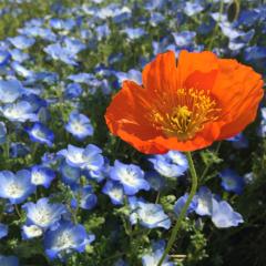 明神∧( 'Θ' )∧