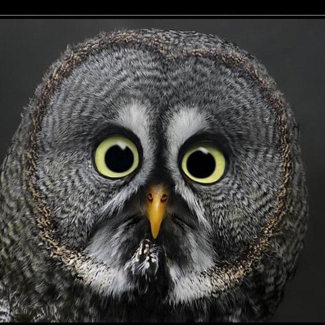 フクロウ🦉ジィジ