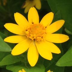 まめたんのトーク